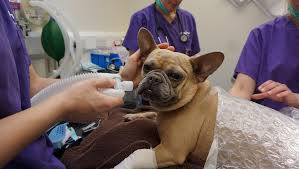I use witch hazel to clean it out we use duoxo pads once a week to clean it out. French Bulldog Found Suffering With Multiple Problems Including An Inverted Tail Mayhew