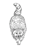 Free printable raccoon coloring page (pdf format) to download and print. Raccoon Coloring Pages And Printable Activities