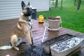 ❰ ❱ the belgian malinois is a large purebred dog often mistaken for the german shepherd. Getting It Right Is The Belgian Malinois A Good Fit For You