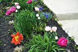 Lovely Tulips In My Flower Patch Planting Tulips Flower Patch My Flower