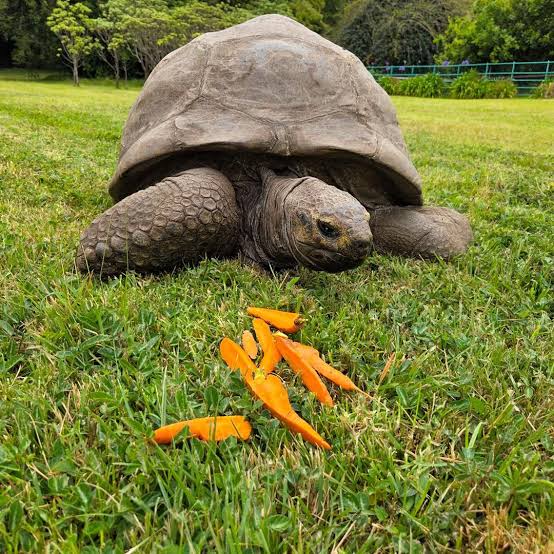 Meet Jonathan: The World's Oldest Tortoise at 194 Years | TikTok