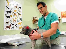How long are dogs pregnant? Think Your Dog Is Pregnant Here Is How To Find Out