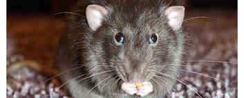 Ratten können sich nicht nur in keller, wohnung oder haus, sondern auch im garten verbreiten. Ratten Im Komposthaufen Bekampfen Ist Leicht Wurmwelten De