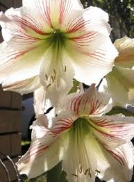 Feeding Amaryllis Plants Learn How And When To Fertilize Amaryllis Bulbs Amaryllis Plant Amaryllis Bulbs Amaryllis Flowers