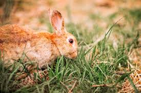 うさぎが食べてもいい野草 食べてはいけない野草 うさぎタイムズ うさぎの飼い方から飼育便利グッズ専門サイト