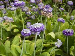 Image result for Primula capitata