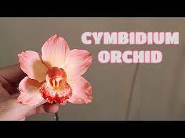 Cymbidium Orchid Gumpaste Clay Cold Porcelain Vlog 15 By Marckevinstyle Youtube Gum Paste Flowers Tutorials Sugar Flowers Tutorial Cymbidium Orchids