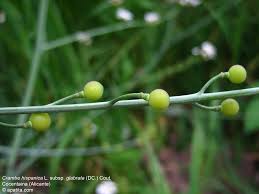 Image result for Crambe hispanica