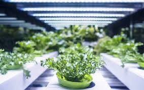 Indoor Plant Growing With Led Lights The Home Depot