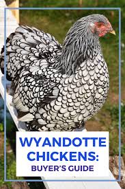 It was named for the indigenous wyandot people of north america. What Egg Colors Do Wyandotte Chickens Lay Find Out Where To Buy Blue Laced Wyandotte Chickens Fo Wyandotte Chicken Chickens Backyard Raising Backyard Chickens