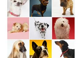 18 best gifts for dogs, cats and other pets 2021. National Love Your Pet Day Archives Planet Fun Starz Grille