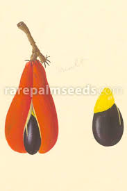 Image result for Cnestis