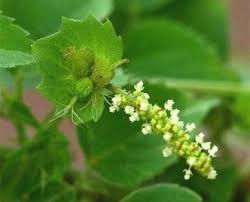 Image result for Acalypha ciliata