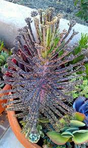 Kalanchoe Daigremontiana The Maternity Plant Or Mother Of Thousands Or Millions Jardins