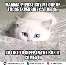 It's printed in photo quality on a magnetic sheet material. 70 Most Hilarious White Cat Meme Funny White Cat Images In 2021 Funny Cat Memes White Cat Meme Grumpy Cat Humor