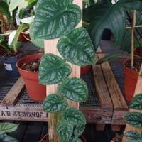 Image result for Kniphofia dubia