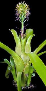 Image result for Hedbergia