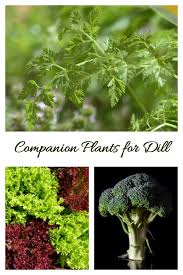 If you want to harvest the seeds from your dill, allow the plant to flower, then wait for a few weeks to give the seed heads time. Growing Dill Planting Storing And Harvesting Dill Weed