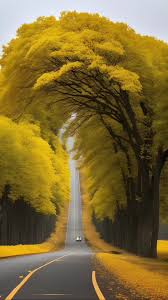 Yellow Spring Road Japan | TikTok