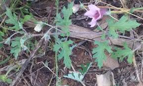 Image result for Dicerocaryum eriocarpum