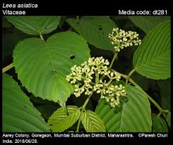 Image result for Vitaceae