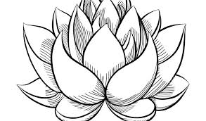 Art lotus flower drawing easy. Easy Lotus Flower Pencil Drawing Novocom Top