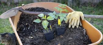 We did not find results for: 6 Ways To Add Extra Compost Throughout Your Garden S Growing Season Dave S Garden