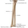 Radius and ulna anatomy bones body bones horror drawing human body anatomy medical art. 1