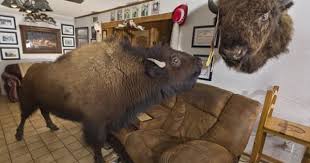 Oh Give Me A Home Where The Buffalo Roam Oh Give Me A Home Where The Buffalo Roam Couple Share Their House With Two Giant Beasts And They Even Catch A Lift In The Family Car Pets Animal Pictures Indoor