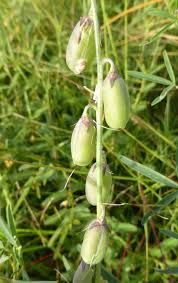 Image result for Crotalaria distans