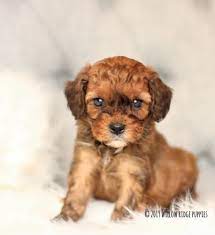 Join millions of people using oodle to find puppies for adoption, dog and puppy listings, and other pets adoption. Sable Cavapoo Forever Puppy Cavapoo Puppies Puppies