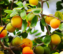 Image result for Dovyalis afra