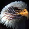Please contact us if you wish to have more eagle wallpapers wallpaper. 3