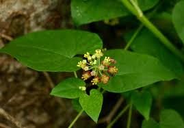 Image result for Pentarrhinum insipidum