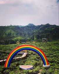 Find almost anything for sale in malaysia on mudah.my, malaysia's largest marketplace. Segarnya Pemandangan Hamparan Kebun Teh Gunung Gambir Jember