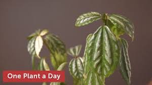 We did not find results for: Pilea Cadierei Variegata Aluminum Plant Houseplant Care 25 Of 365 Youtube