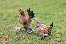 Mille fleur d uccle bantam. Hoover S Hatchery