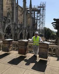 Bm c'e' qualcu em no che le sca f gliera' la prim bm a pietra? Le Api Di Notre Dame Una Bella Notizia E Una Lezione Aldo Maria Valli