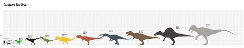 45 Unfolded Align T Rex Size Chart