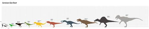 45 unfolded align t rex size chart