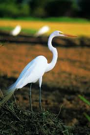 Small Bird With Long Legs And Long Beak Birds With Long Legs And Beak Aquatic Birds Long Legs Names Of Birds