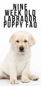 9 Week Old Puppy Schedules And What To Expect Puppies Puppy Schedule Labrador Puppy Training