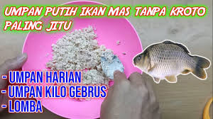 Maybe you would like to learn more about one of these? Umpan Putih Ikan Mas Tanpa Kroto Paling Jitu Harian Lomba Kilo Gebrus Youtube