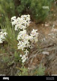 Image result for Struthiola