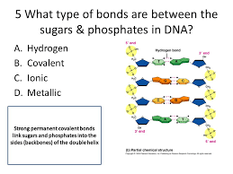 The structure of dna is a helical. Formative Assessment Dna Structure And Replication Ppt Video Online Download