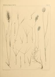 Image result for Aristida stipoides