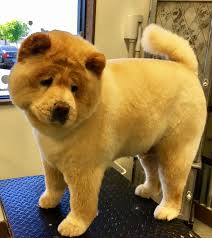 Minimum of 4 dogs earning titles. Doggy Grooming Styles For The Summer The Dog Stop Where Tails Go To Wag