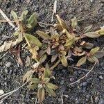 Image result for Zaleya