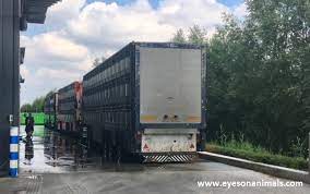 Several of our recommendations to reduce animal suffering have been actioned. Visit To Westfort Pig Slaughterhouse In Ijsselstein