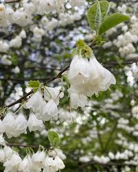 Image result for Halesia